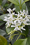 Trachelospermum  Star Jasmine